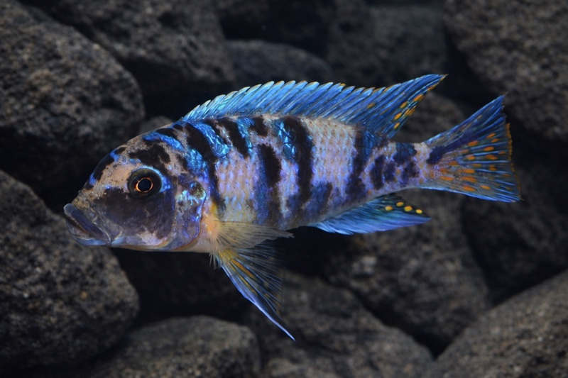 Maylandia zebra 'Chiofu'